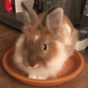 Meet your Posher, Zi